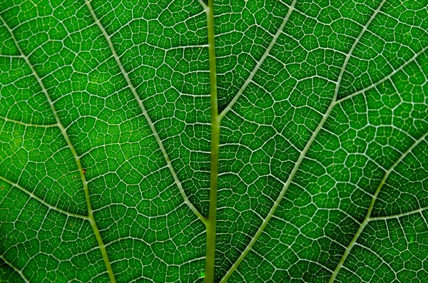Texture des feuilles et des veines vertes — Photo