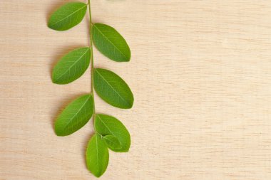 Ahşap tahta arka plan Moringa yapraklarda