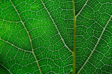 Yeşil yaprak ve damarlar doku