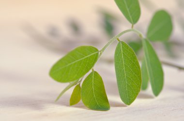 Ahşap tahta arka plan Moringa yapraklarda