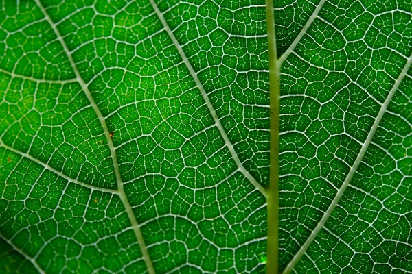 Texture di foglie e vene verdi — Foto Stock