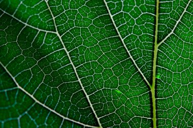 Yeşil yaprak ve damarlar doku