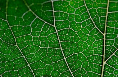 Yeşil yaprak ve damarlar doku