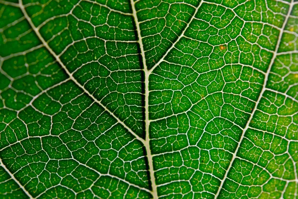 Yeşil yaprak ve veinss doku — Stok fotoğraf