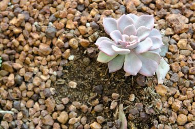 Çiçek Crassulaceae veya Echeveria veya siyah fiyatı taş toprak