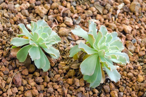 CRASSULACEAE FIORI O ECHEVERIA O PREZZO NERO su terreno roccioso — Foto Stock