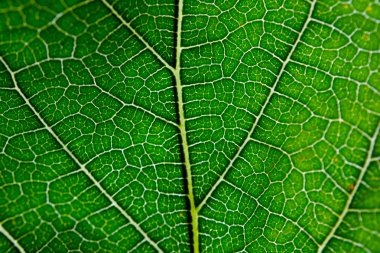 Yeşil yaprak ve damarlar doku