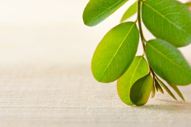 Ahşap tahta arka plan Moringa yapraklarda
