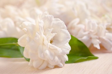 Yasemin çiçekleri ahşap tahta arka plan üzerinde gruplandırılmış