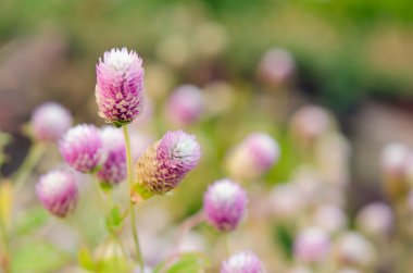 Seçici odak ve bulanık adam ile dünya mor çiçek