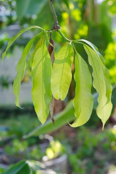Mango levelek a fán — Stock Fotó