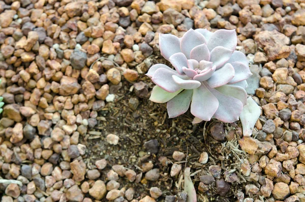 CRASSULACEAE FIORI O ECHEVERIA O PREZZO NERO su terreno roccioso — Foto Stock