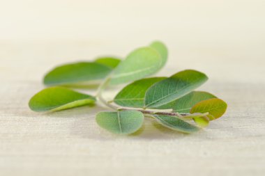 Ahşap tahta arka plan üzerinde Moringa yaprak