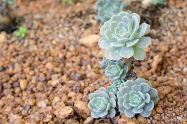 Çiçek Crassulaceae veya Echeveria veya siyah fiyatı taş toprak