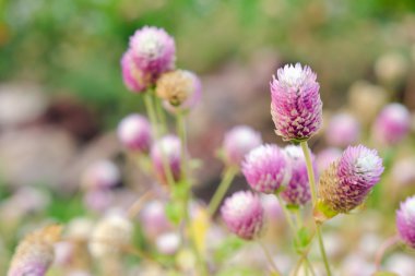 Seçici odak ve bulanık adam ile dünya mor çiçek