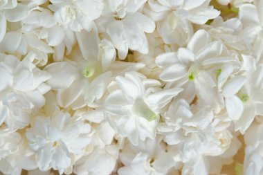 Arka plan üzerinde yayılan Yasemin çiçekleri