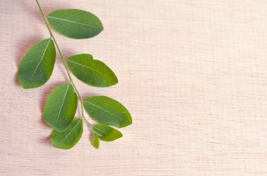 Ahşap tahta arka plan üzerinde Moringa yaprak