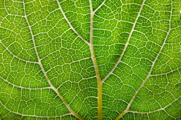 Textura de hoja verde y venas — Foto de Stock