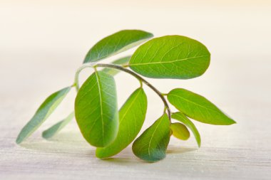 Ahşap tahta arka plan üzerinde Moringa yaprak