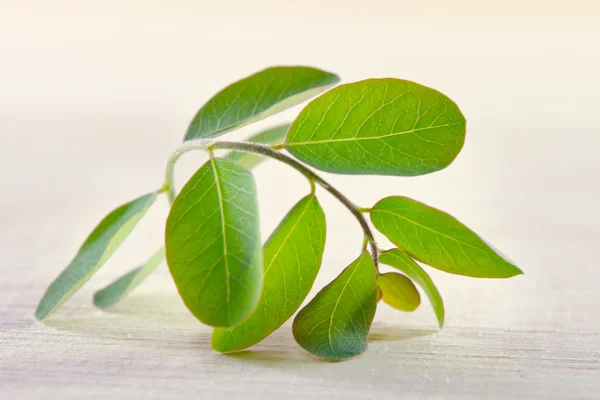 Moringa blad på träplatta bakgrund — Stockfoto