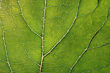 Yeşil yaprak ve damarlar doku