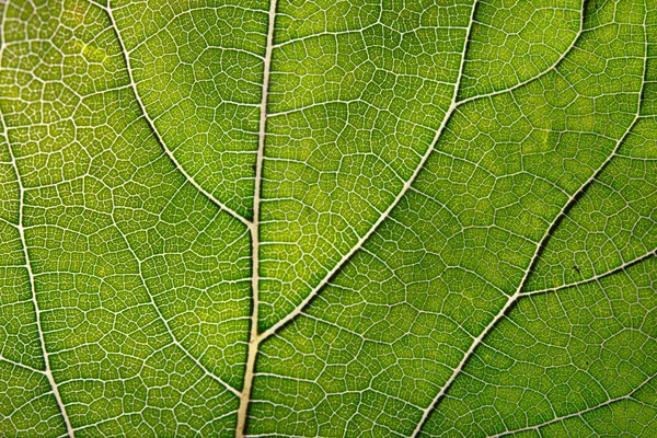 Yeşil yaprak ve damarlar doku — Stok fotoğraf