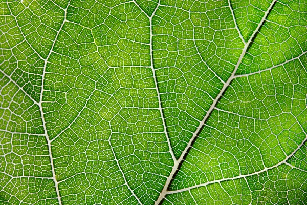 Textura de folha verde e veias — Fotografia de Stock