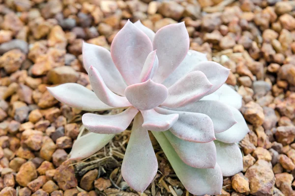 Kwiat Crassulaceae lub Echeveria lub czarny cena na skale gleby — Zdjęcie stockowe