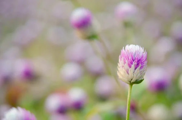 Globe Amaranth bloem met selectieve aandacht en wazig pagina — Stockfoto