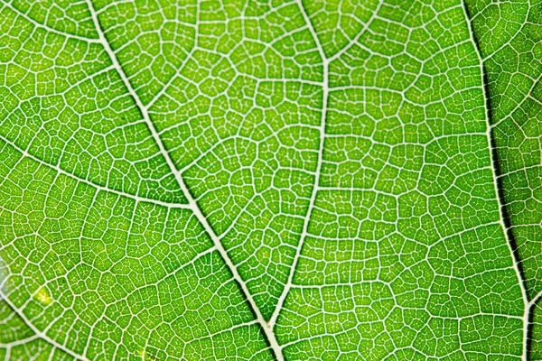 Texture of green leaf and veins — Stock Photo, Image
