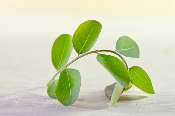 Hoja de Moringa sobre fondo de tablero de madera — Foto de Stock