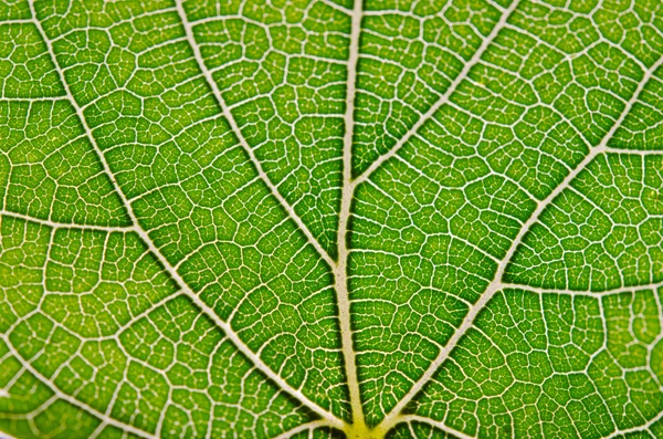 Textura zelených listů a žíly — Stock fotografie