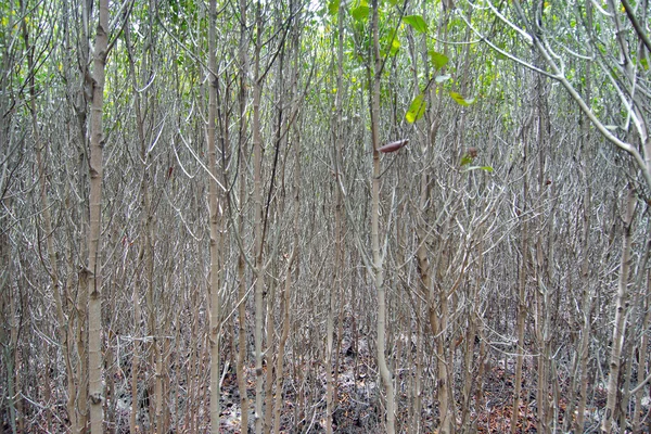 Мангровый лес (Деревья включают Rhizophoraceae, Ceriops, tagal, d — стоковое фото