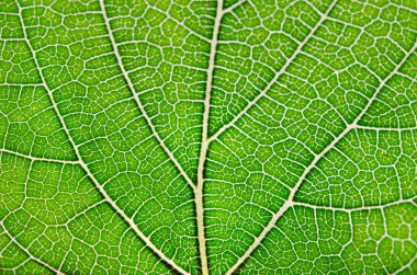 Yeşil yaprak ve damarlar doku