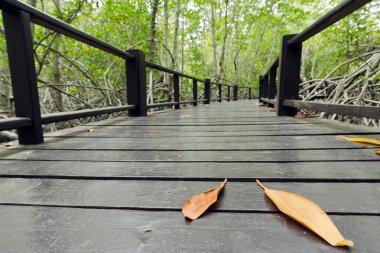 Wood passage way into mangrove forest (Trees include Rhizophorac clipart