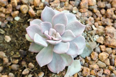 Çiçek Crassulaceae veya Echeveria veya siyah fiyatı taş toprak