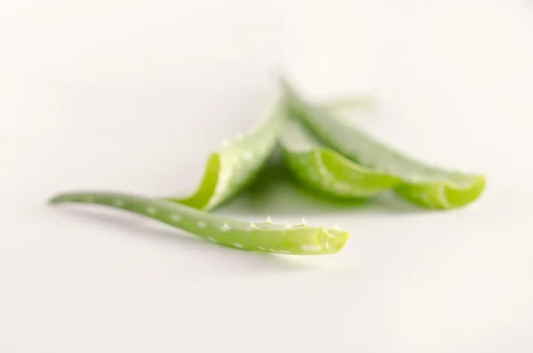 Aloe vera isolated on white background — Stock Photo, Image