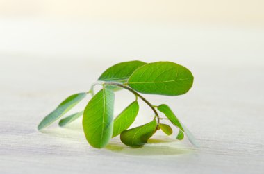 Ahşap tahta arka plan üzerinde Moringa yaprak