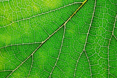 Yeşil yaprak ve damarlar doku