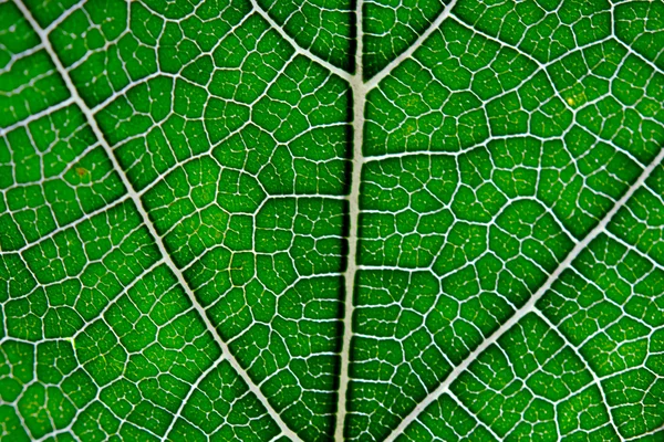 Textura de folha verde e veias — Fotografia de Stock