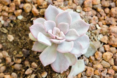 Çiçek Crassulaceae veya Echeveria veya siyah fiyatı taş toprak