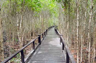 Ahşap geçiş yolu mangrov orman (Rhizophorac ağaçlar ekleyin