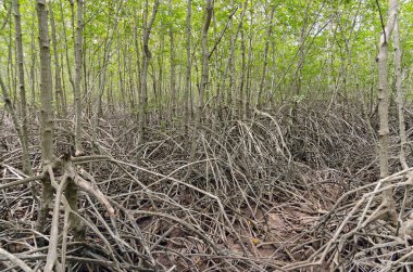 Mangrov orman (Rhizophoraceae, Ceriops, tagal, m ağaçlar ekleyin