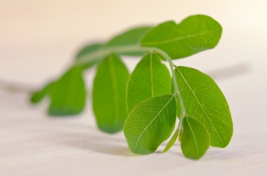 Ahşap tahta arka plan üzerinde Moringa yaprak