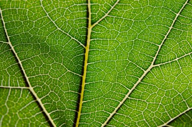 Yeşil yaprak ve damarlar görünümünü kapat