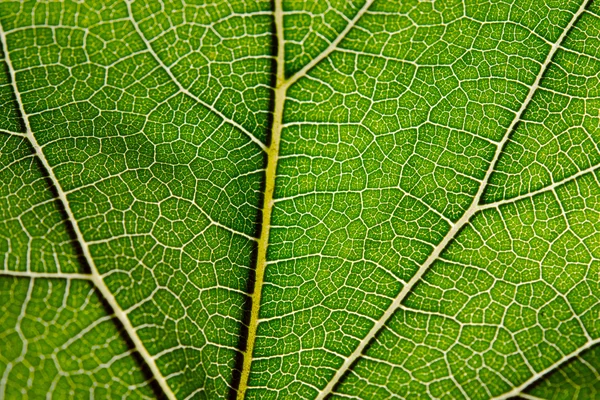 Yeşil yaprak ve damarlar görünümünü kapat — Stok fotoğraf