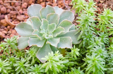 Taş gül çiçek (diğer adları gül, çiçek Crassulaceae veya 