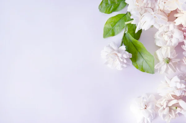 Fondo floreale di fiori di gelsomino isolato su backgroun bianco — Foto Stock