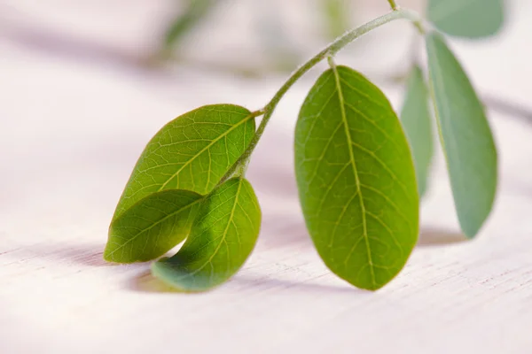 Hoja de Moringa sobre fondo de tablero de madera — Foto de Stock