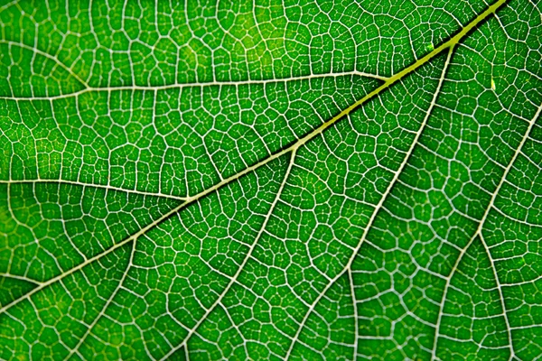 Close up view of green leaf and veins — Stock Photo, Image